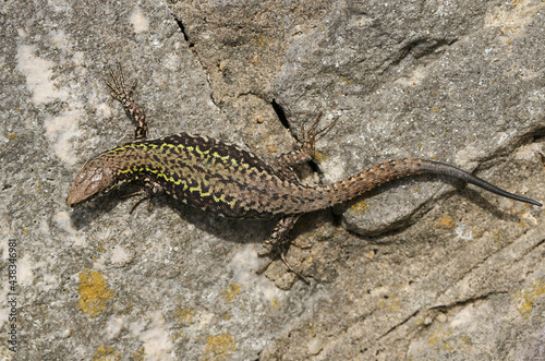 A beautiful Wall Lizard, Podarcis muralis, sunning itself on a stone wall.