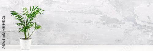 Obraz na plátně Banner made with houseplant green palm chamaedorea in white pot on table against gray concrete wall
