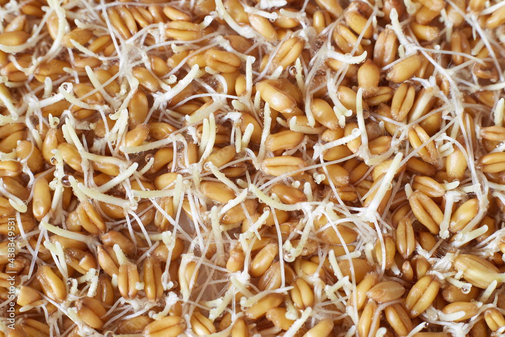 wheat sprouts close up for background or texture theme proper nutrition