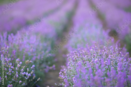 Long beautiful endless violet patches on lavender field, meadow in summer day. Bright purple flowers blooming in countryside farmland. Concept of nature beauty, aromathic flowers, agriculture.