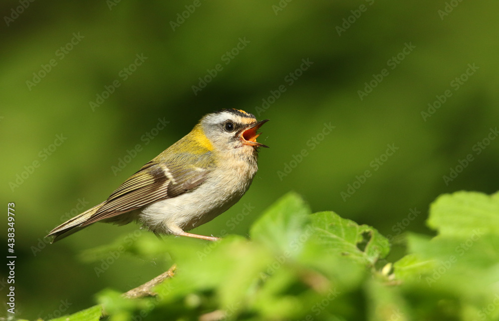 A singing Firecrest, Regulus ignicapillus, perching on a branch of a tree. A singing Firecrest, Regulus ignicapillus, perching on a branch of a tree.
