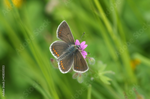 A pretty Brown Argus Butterfly, Aricia agestis, pollinating a wildflower in springtime in the UK.