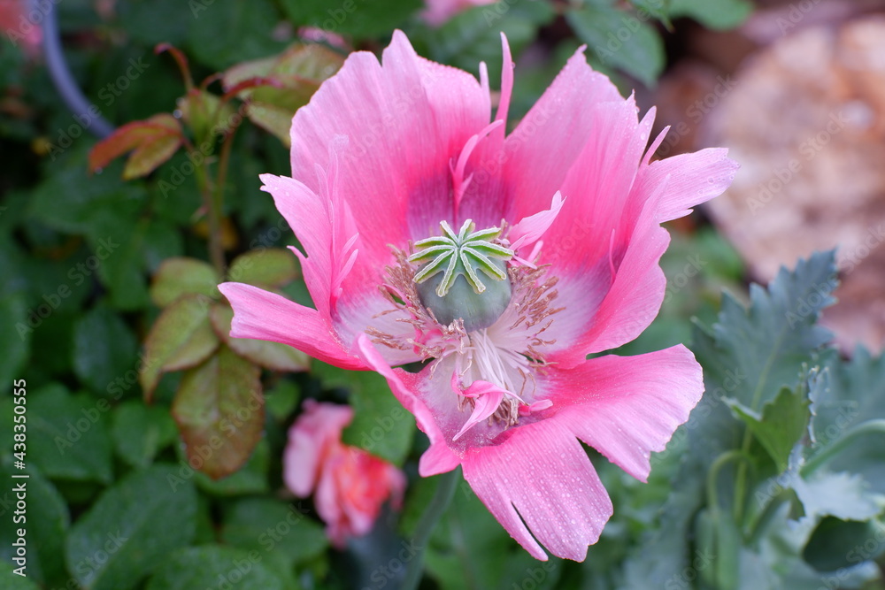 Obraz premium Mohnblüte im Garten 