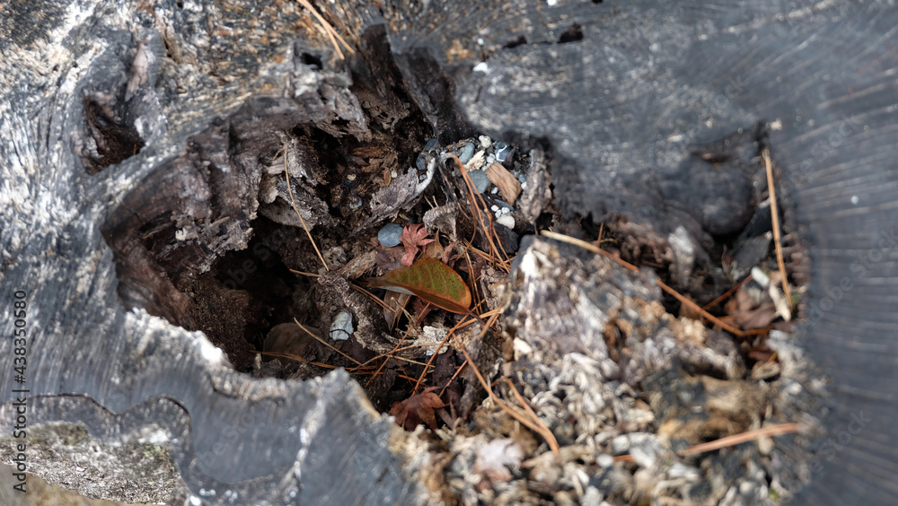 Closeup of a decayed hole in a tree trunk, with small twigs, leaves and stones scattered on the surface. Closeup of a decayed hole in a tree trunk, with small twigs, leaves and stones scattered on the surface.