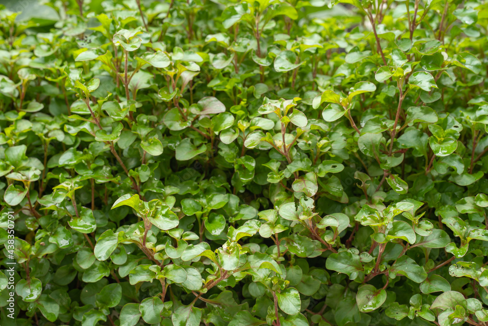 Fototapeta premium growing watercress background.