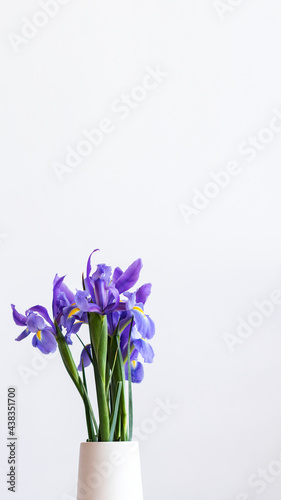 Closeup of purple irises in a white vase mobile phone wallpaper