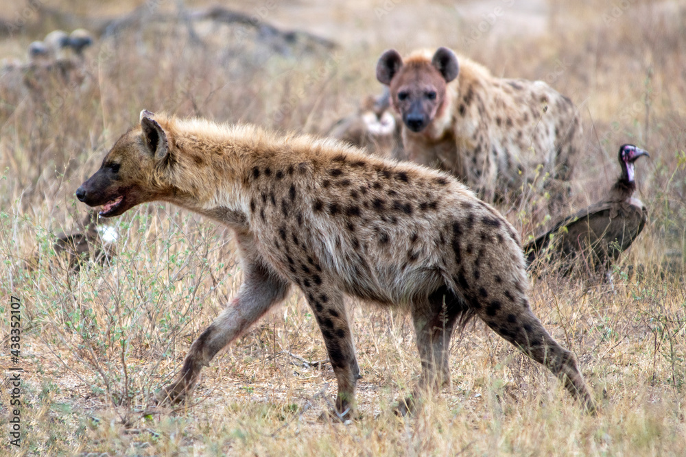 Spotted hyenas with vultures cleaning up a lions kill Spotted hyenas with vultures cleaning up a lions kill