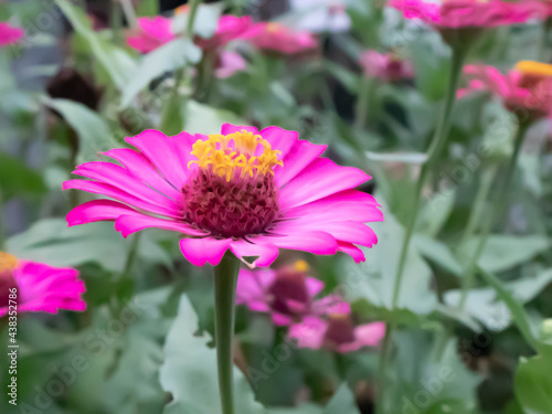 blurred picture of pink zinnia flowers and green leaves in the garden.