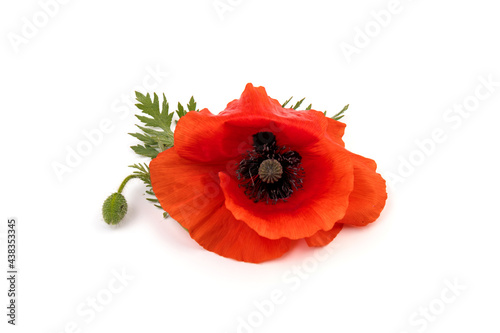 Red field poppies (Papaver rhoeas) isolated on white background