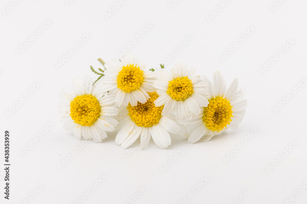 Obraz premium chamomile or daisies with leaves isolated on white background. Top view. Flat lay
