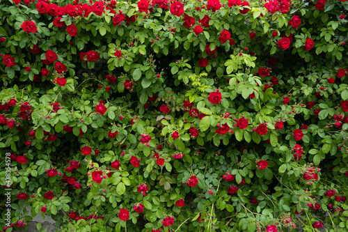 Red tea rose fence. Fence decoration from prying eyes. © vfhnb12