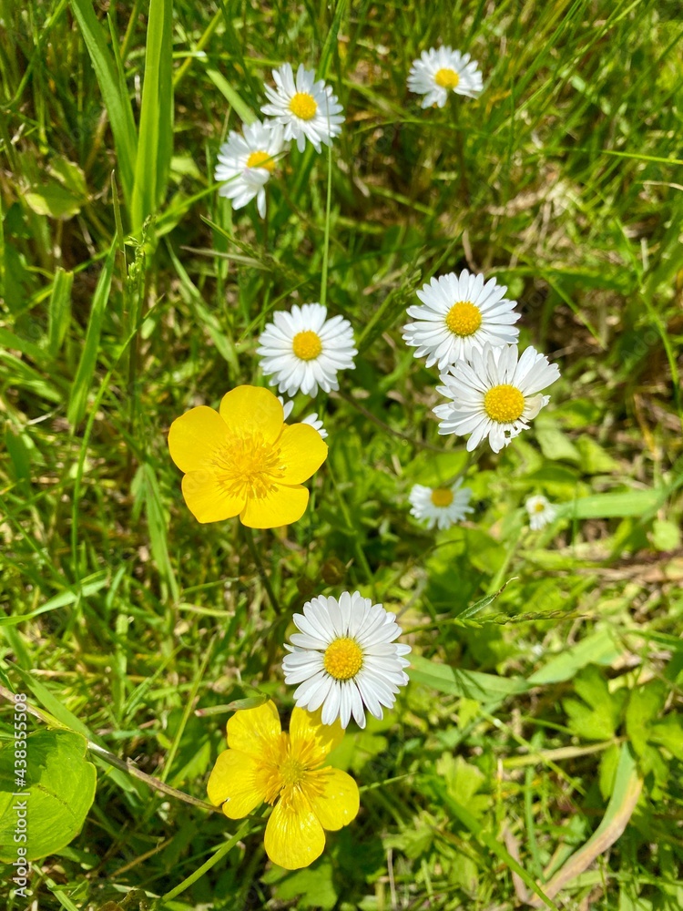 Wild spring flowers between the green grass. Seasonal yellow and white blooms, buttercup and daisies on a sunny sunshine day. Summer season concept ideas with copy space.