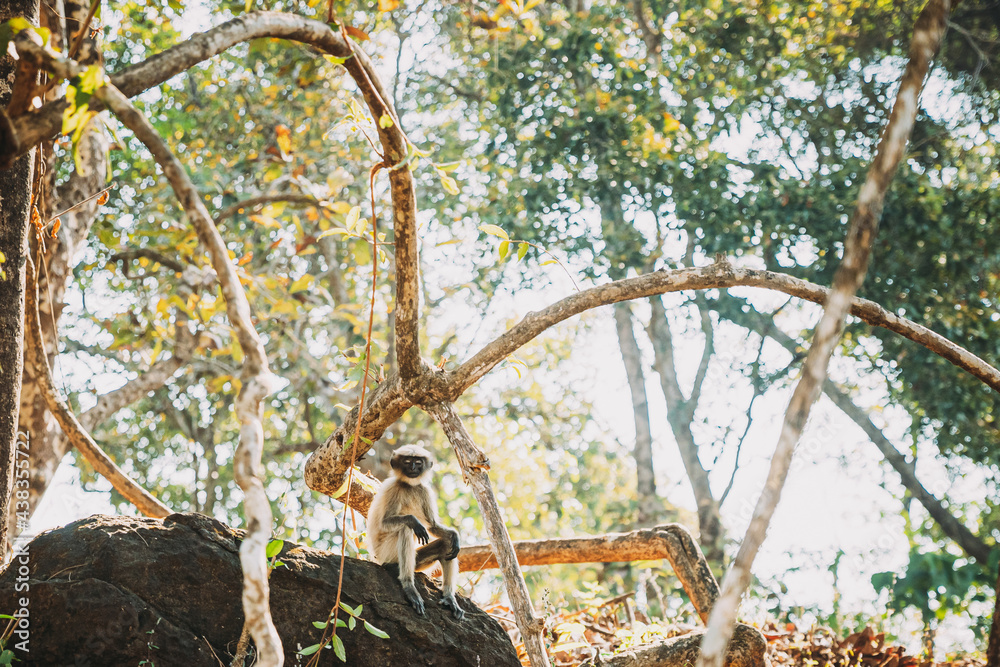 Goa, India. Funny Gray Langur Monkey With Closed Eyes Relax Sitting On Stone In Jungle Forest Goa, India. Funny Gray Langur Monkey With Closed Eyes Relax Sitting On Stone In Jungle Forest