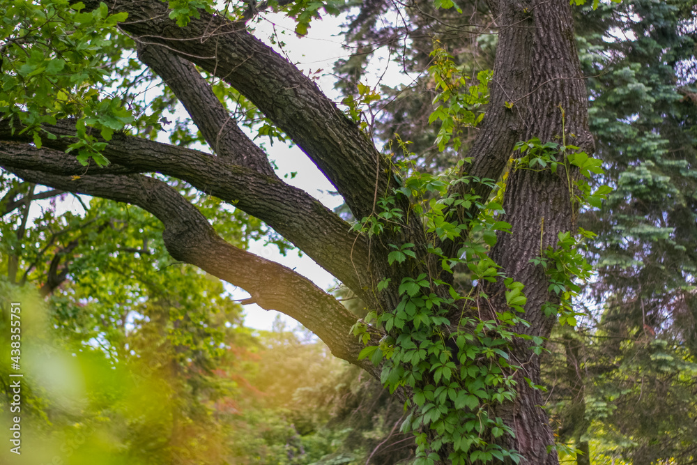 Fototapeta premium Blurry Defocused Shot Of Green Leaves Ivy on the Oak In The Garden. Bokeh Background