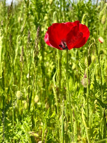 Poppy fields. Wild spring flowers between tall long green grass. A seasonal vivid red poppy bloom swaying in the wind on a sunny sunshine day. Blue sky and fluffy clouds on the horizon. Summer season