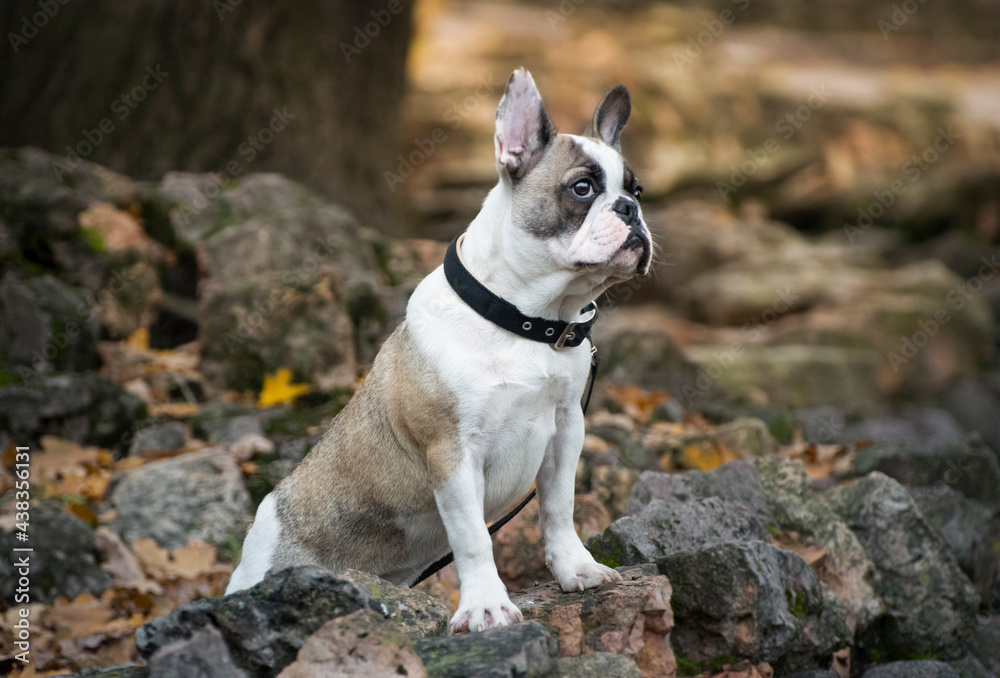 French bulldog puppy in old town French bulldog puppy in old town