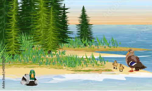 Family of mallard ducks on the shores of a large forest lake. Coast with spruce trees, green grass and sand. Anas platyrhynchos. Vector realistic landscape
