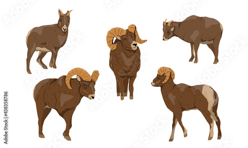 Bighorn sheep set. Males and females of Ovis canadensis. Wild mammals of North America. Realistic vector animal