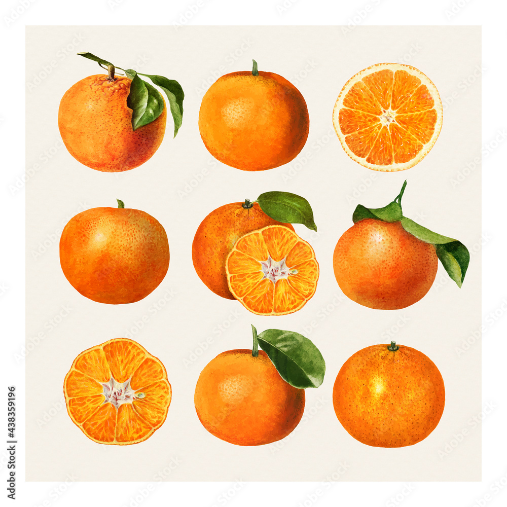 Hand drawn natural fresh oranges illustration Hand drawn natural fresh oranges illustration