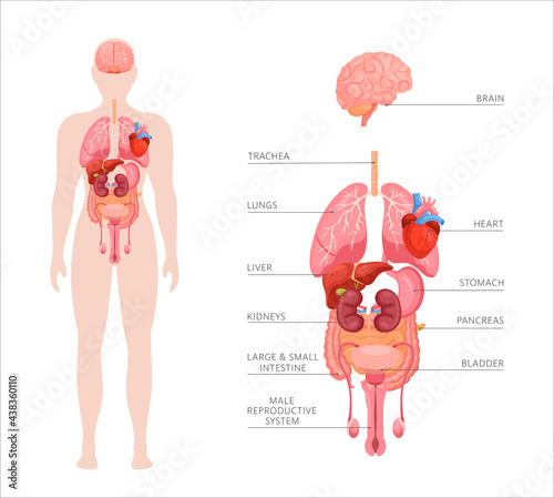 Human body internal organs. Vector anatomy infographic of structure of human organs. Icon set of brain, heart, stomach, kidneys, liver, lungs, intestines, bladder. Educational banner of male body