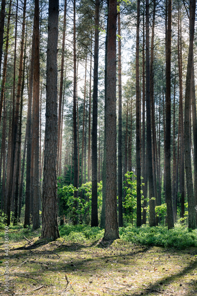 Summer pine forest landscape in the sunny day Summer pine forest landscape in the sunny day