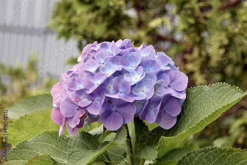 purple flowers