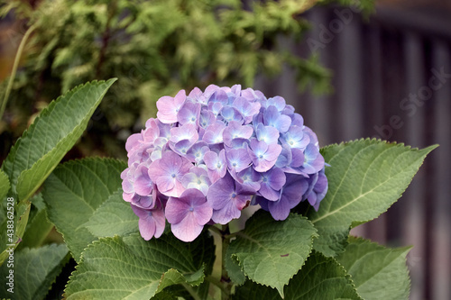 purple flower