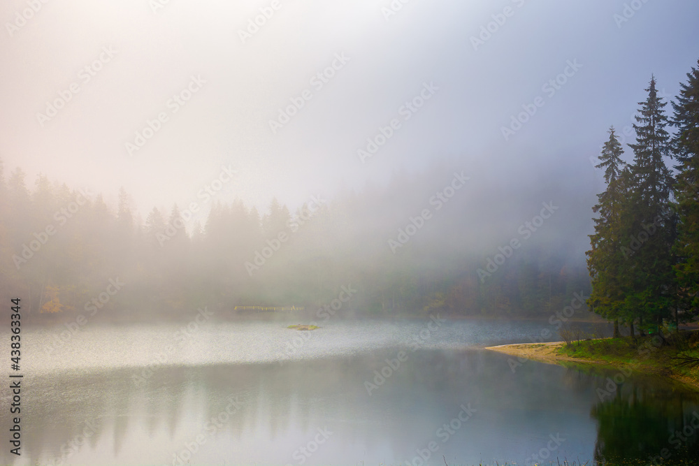 foggy morning scenery on the lake. beautiful nature of synevyr national park in autumn. fir forest on the shore reflecting in the water foggy morning scenery on the lake. beautiful nature of synevyr national park in autumn. fir forest on the shore reflecting in the water