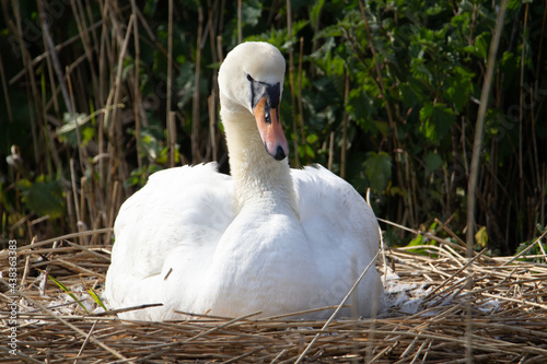 a female Mute Swan (Cygnus olor) sitting on a nest in the spring sunshine
