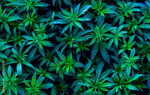 Young plants Cannabis indica and Cannabis sativa, on a plant pattern on a black background.