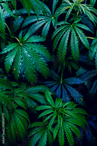 Young plants Cannabis indica and Cannabis sativa  on a plant pattern on a black background.