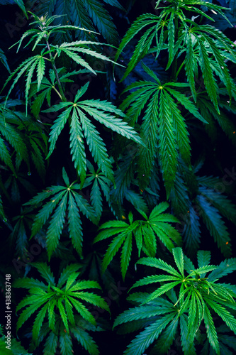 Young plants Cannabis indica and Cannabis sativa  on a plant pattern on a black background.