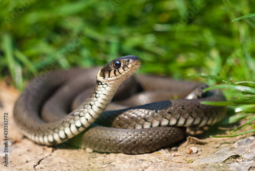 Grass snake, natrix natrix, basking on a sun and lifting its head curiously. Wild reptile resting twisted in summer nature. Animal wildlife from low angle view.