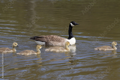 a mother and goslings of Canada goose (Branta canadensis) swimming in a line