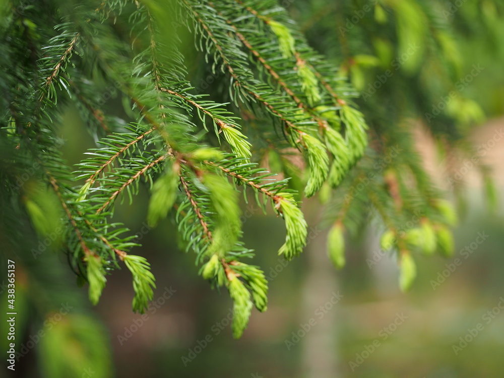 bourgeons de sapin, gros plan au printemps, vert, flou artistique, macrp bourgeons de sapin, gros plan au printemps, vert, flou artistique, macrp