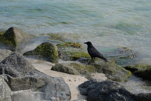 Rabenkrähe auf einem Stein am Strand der Ostsee bei Sonnenschein