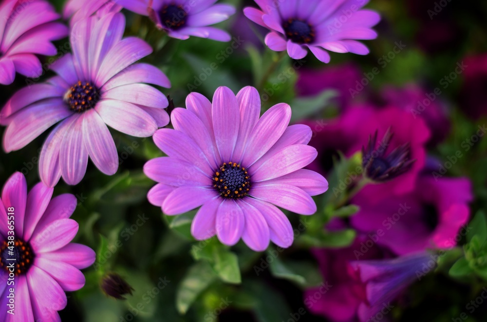 pink and purple flowers