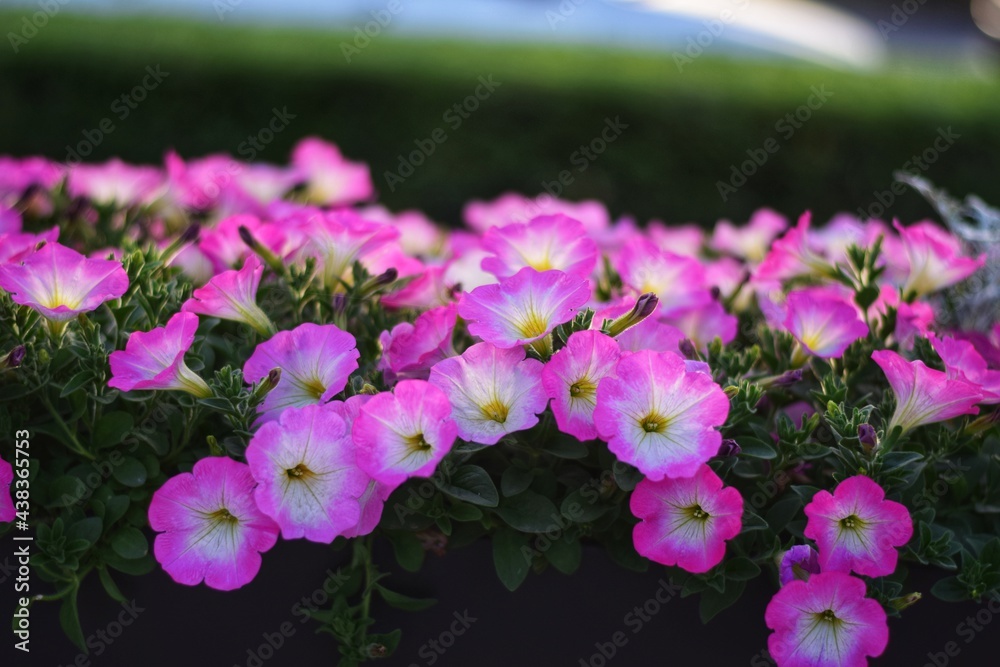 Fototapeta premium pink flowers in the garden