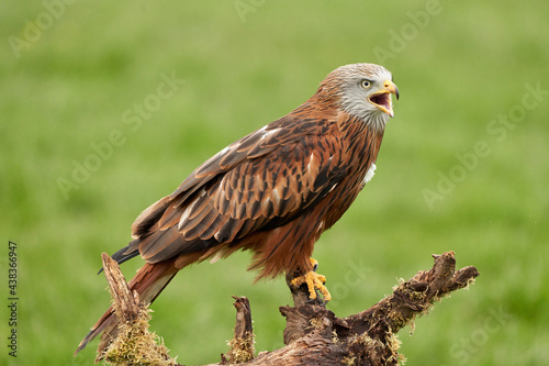 Red kite, bird of prey portrait. The bird is sitting on a stump, viewed from the side
