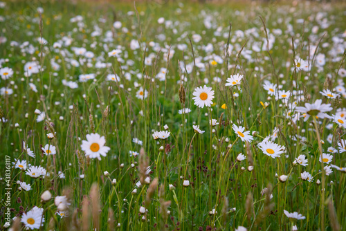 Beautiful meadow in springtime full of flowering daisies with white yellow blossom and green grass - oxeye daisy, leucanthemum vulgare, dox-eye, common daisy, dog daisy, moon daisy - concept garden photo
