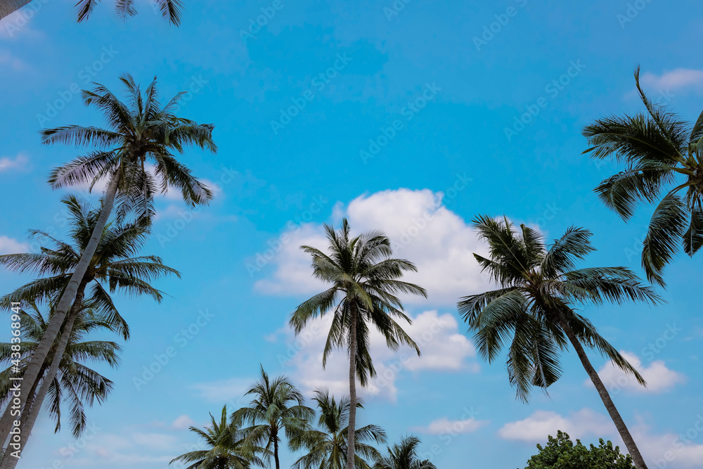 The pattern of Summer with Palm trees as the tropical beach and Sunny day as the cloudy and blue sky background-Travel concept The pattern of Summer with Palm trees as the tropical beach and Sunny day as the cloudy and blue sky background-Travel concept