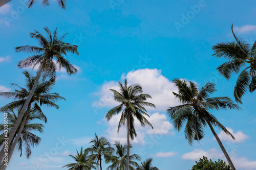 The pattern of  Summer with Palm trees as the tropical beach and Sunny day as the cloudy  and blue sky background-Travel concept