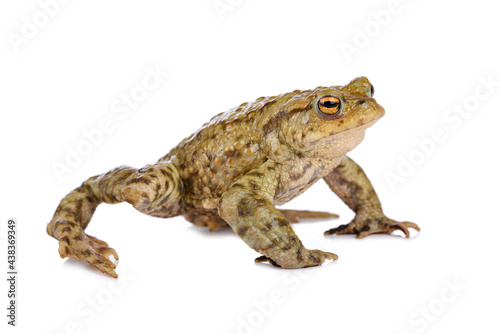 Common toad in defence stand, isolated on white background.