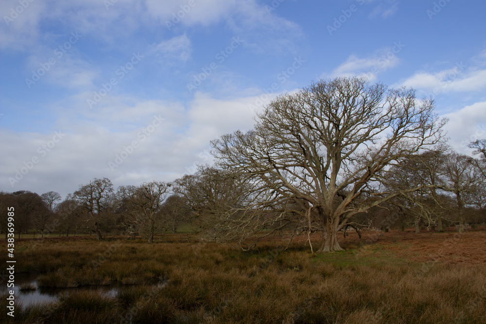 ancient woodland and bog and shadows with bracken and winter bare trees against a clear blue sky