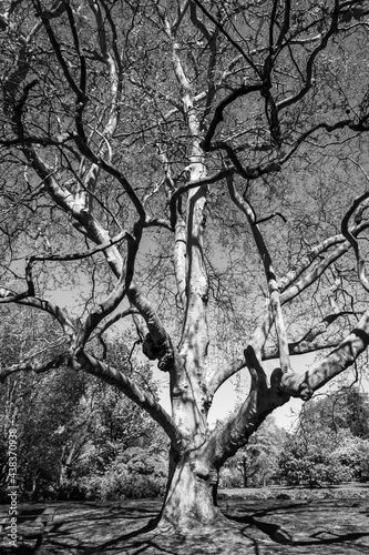 Black and white photo of a large tree without leaves