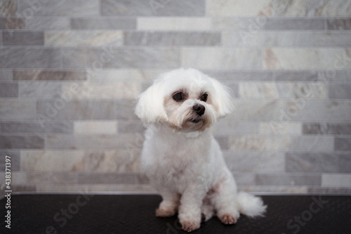 Maltese dog after clipping fur in grooming salon photo