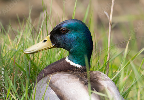 close up of the head and shoulders of a amle Mallard (Anas platyrhynchos) duck standing in grass