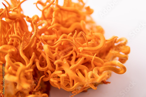 Treatment with Adenosine. Cordyceps Fresh . Fungi for Human Health. cordycepin Using . photo