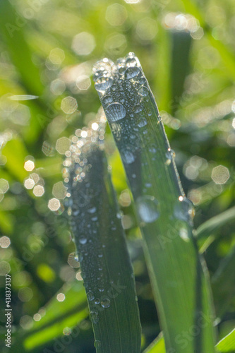 Dew on the grass. Natural, green background, there is a place for text Close-up