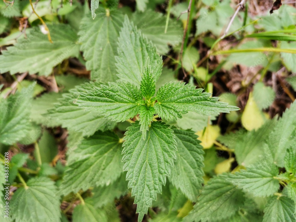 Stinging nettle, Stinging nettle in nature. Stinging nettle, Stinging nettle in nature.